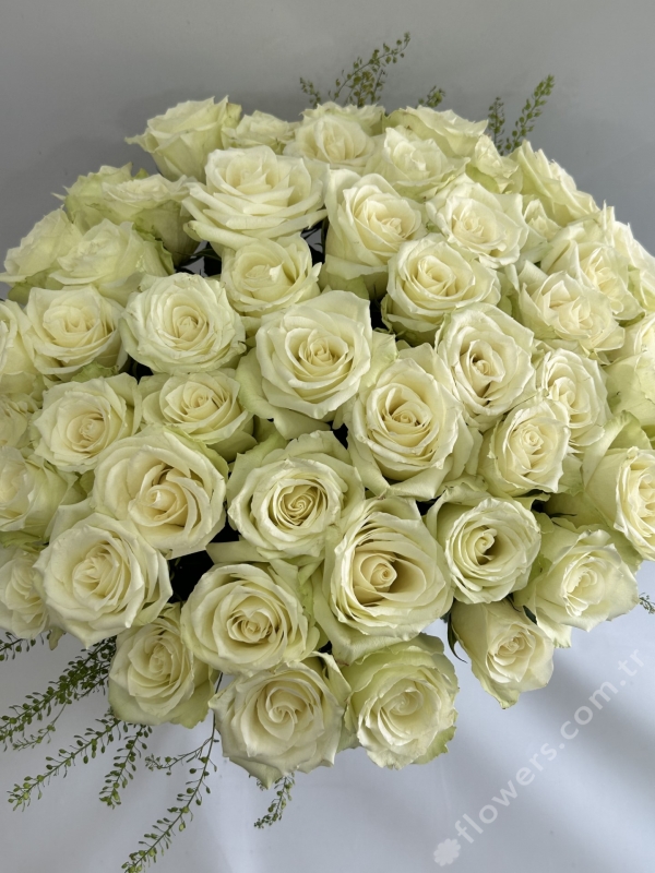 Grand White Roses