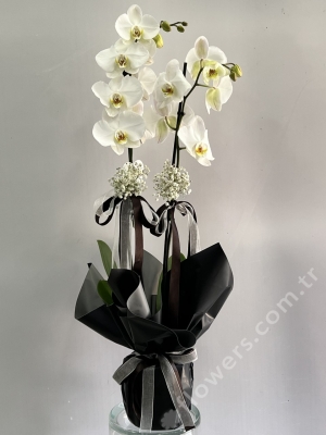Double Stem White Orchid Plant