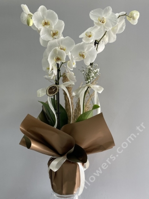 2 Stem Orchid
