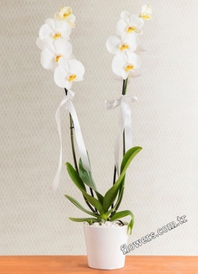 2 Stem White Phalaenopsis Orchid