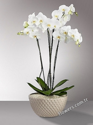4 Stem White Phalaenopsis Orchid