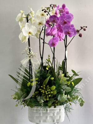 4 Stem White Purple Orchid Arrangement