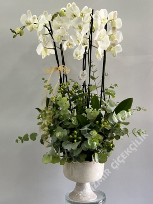 5 White Orchid