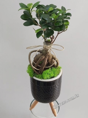Bonsai Tree In Black Pot