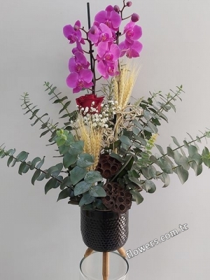 Two Purple Orchids In Ceramic Pot