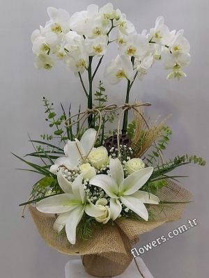 White Orchid & Lily & Rose