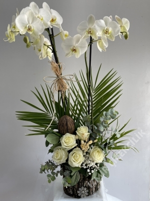 2 Stem White Orchid & Roses