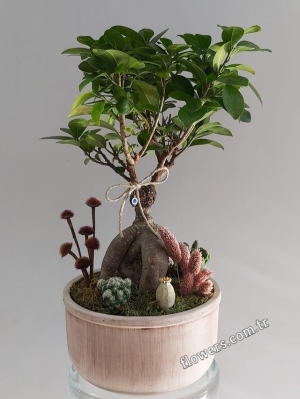 Bonsai Tree In Decorative Pot