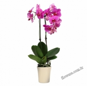Potted 2 Stem Fuchsia Orchid