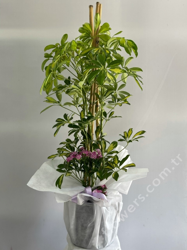 3 Stem Schefflera Tree