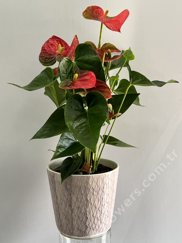 Decorative Anthurium