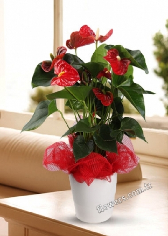 Anthurium Plant