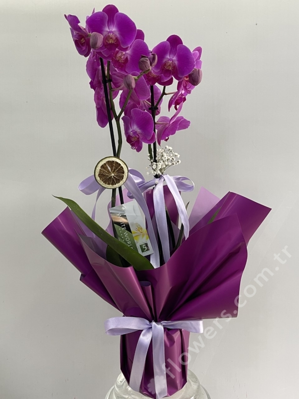 Purple Orchid