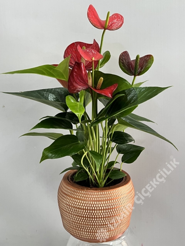 Anthurium