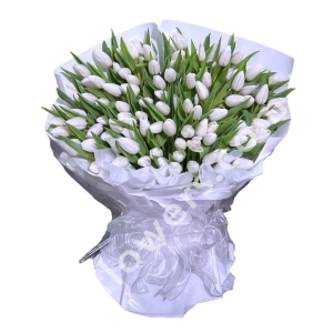 70 White Tulips