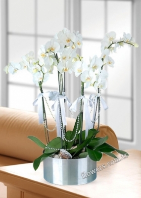 5 Stem White Orchids